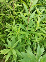 Solidago gigantea