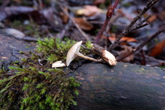 Clitocybe salmonilamella