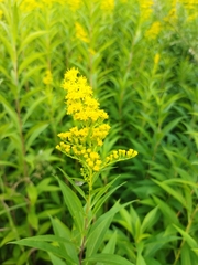 Solidago gigantea