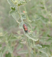 Tylosis maculatus