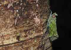 Enchophora pyrrhocrypta