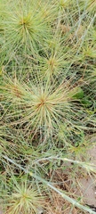 Spinifex