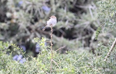 Cisticola fulvicapilla
