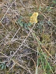 Helichrysum arenarium