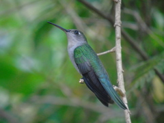 Campylopterus calcirupicola