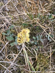 Helichrysum arenarium