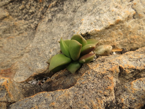Anacampseros telephiastrum