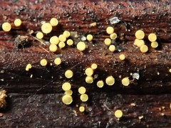 Lachnum pteridophyllum