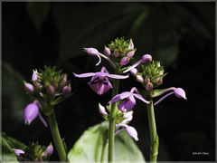 Calanthe masuca