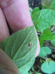 Puccinia arenariae