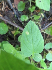 Puccinia arenariae