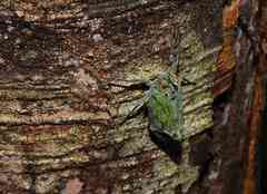 Enchophora pyrrhocrypta