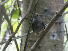 Chiroxiphia lanceolata