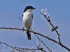 Lanius dorsalis