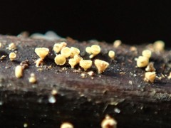 Lachnum pteridophyllum