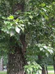 Populus