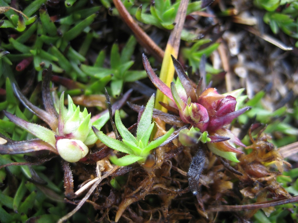 Jaapiella alpina