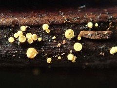 Lachnum pteridophyllum