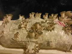 Pleurotus columbinus