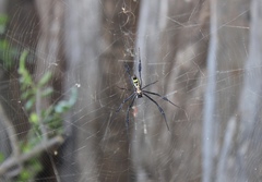 Trichonephila fenestrata