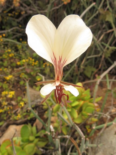 Pelargonium tetragonum (L.f.) L'Hér.