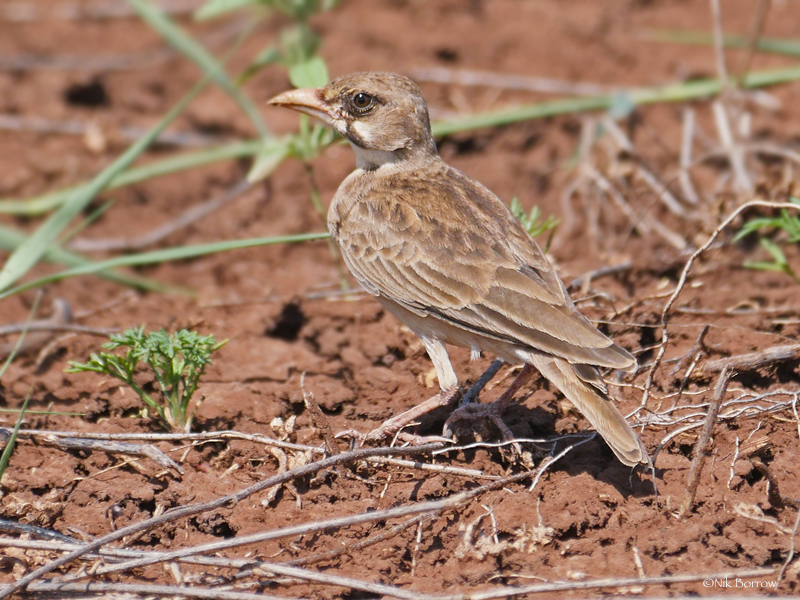 Masked Lark photo