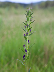 Lobelia sessilifolia