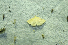 Psammotis pulveralis