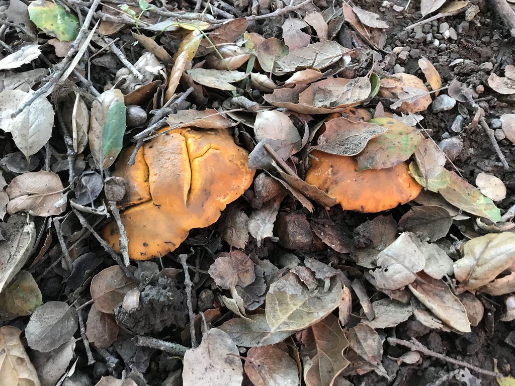 California Golden Chanterelle from Berkeley Hills, Berkeley, California, USA on January 20, 2018
