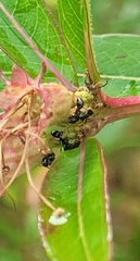 Dolichoderus pustulatus