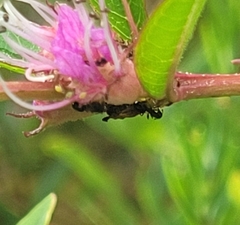 Dolichoderus pustulatus