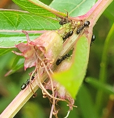 Dolichoderus pustulatus