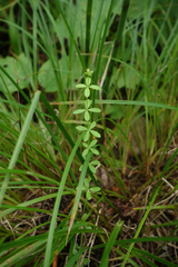Cruciata glabra krylovii
