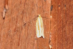 Sparganothis tristriata