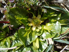 Caltha sagittata