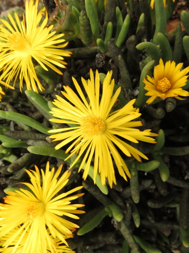 Hereroa gracilis L.Bolus 4