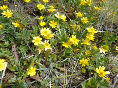 Ranunculus peduncularis