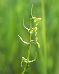 Platanthera nipponica