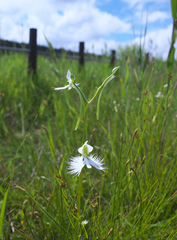 Pecteilis radiata