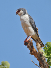 Polihierax semitorquatus