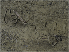 Chordodes formosanus