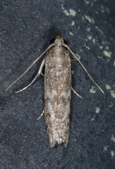 Eurythmia angulella