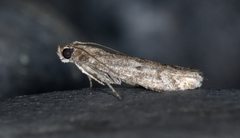 Eurythmia angulella