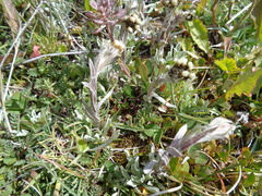 Antennaria chilensis