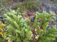 Oligotrophus juniperinus