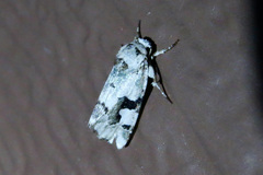 Emarginea percara
