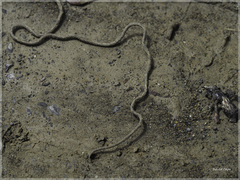 Chordodes formosanus