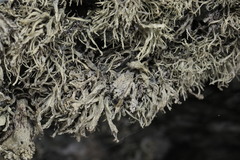 Ramalina siliquosa