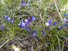 Astragalus palenae