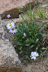 Erigeron leiomerus